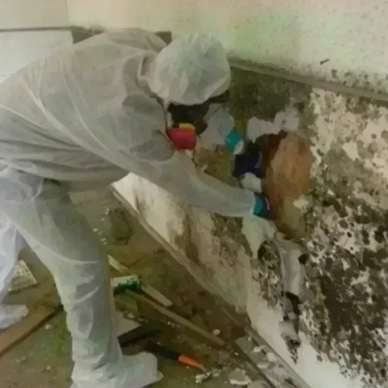 Mold Remediation and Removal in Moss Bluff, LA